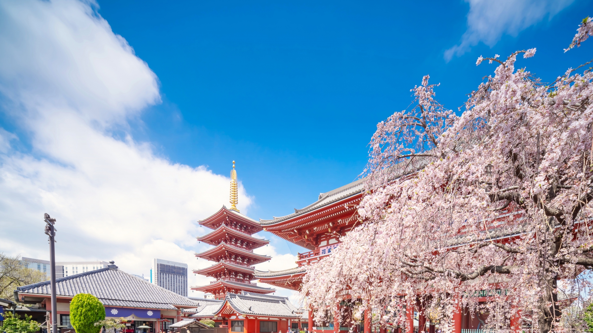 Sakura Season at OTHER SPACE