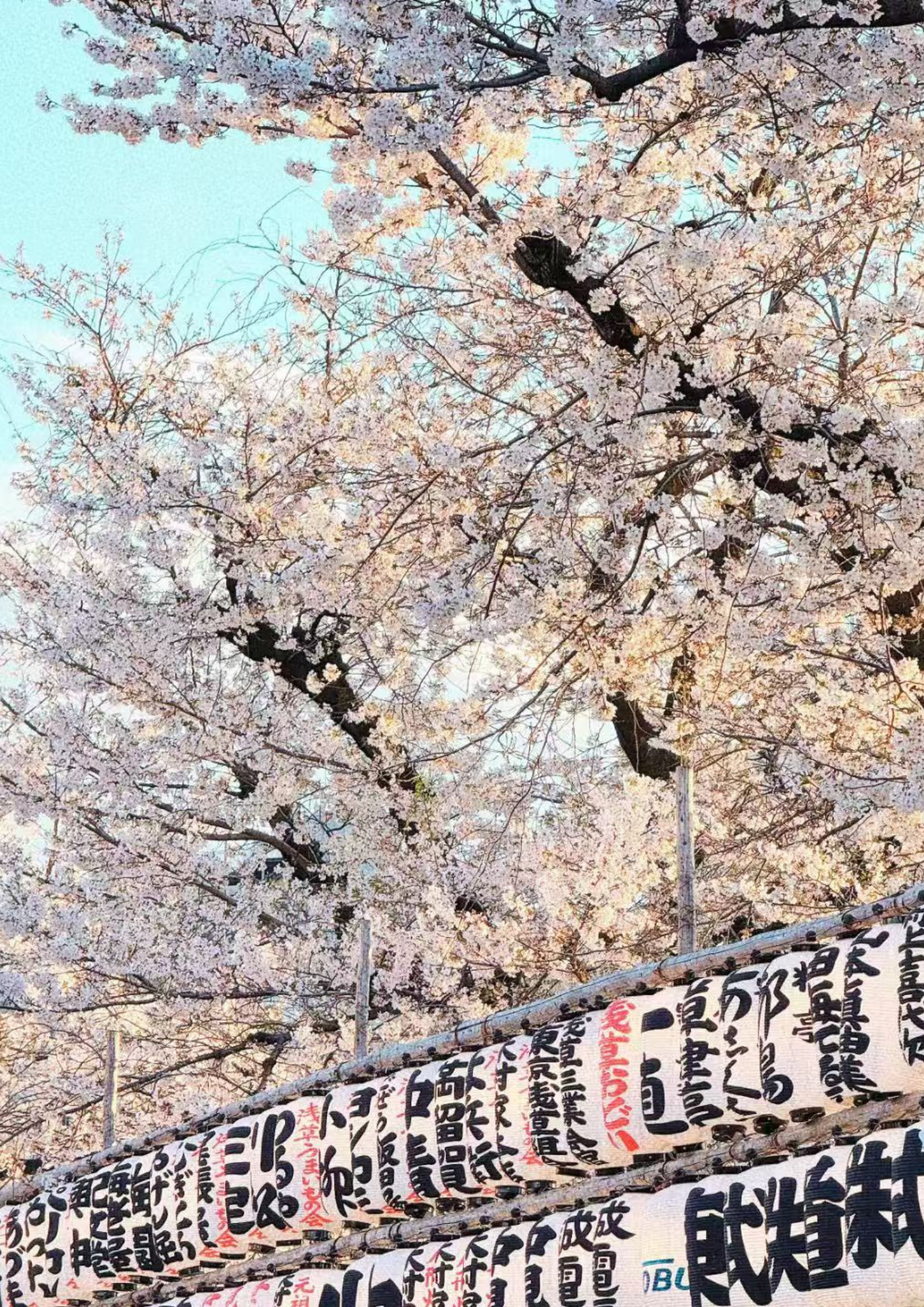 Sakura Season at OTHER SPACE